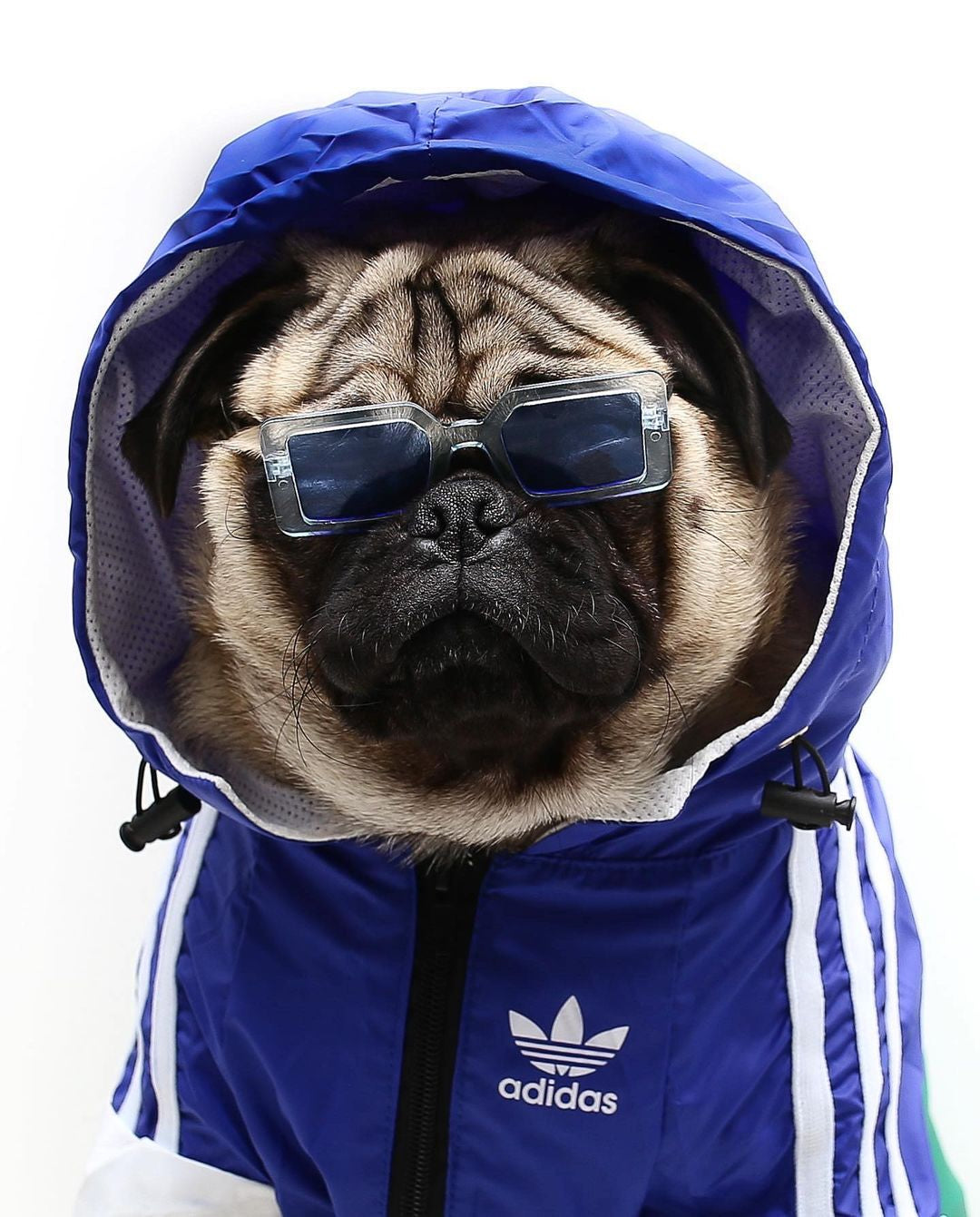 Pug wearing blue Adidas-inspired dog windbreaker with sunglasses and hood up