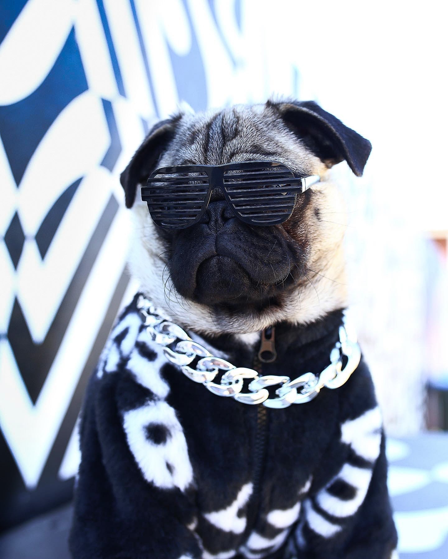 Pug wearing black faux fur jacket with chain collar and sunglasses streetwear style