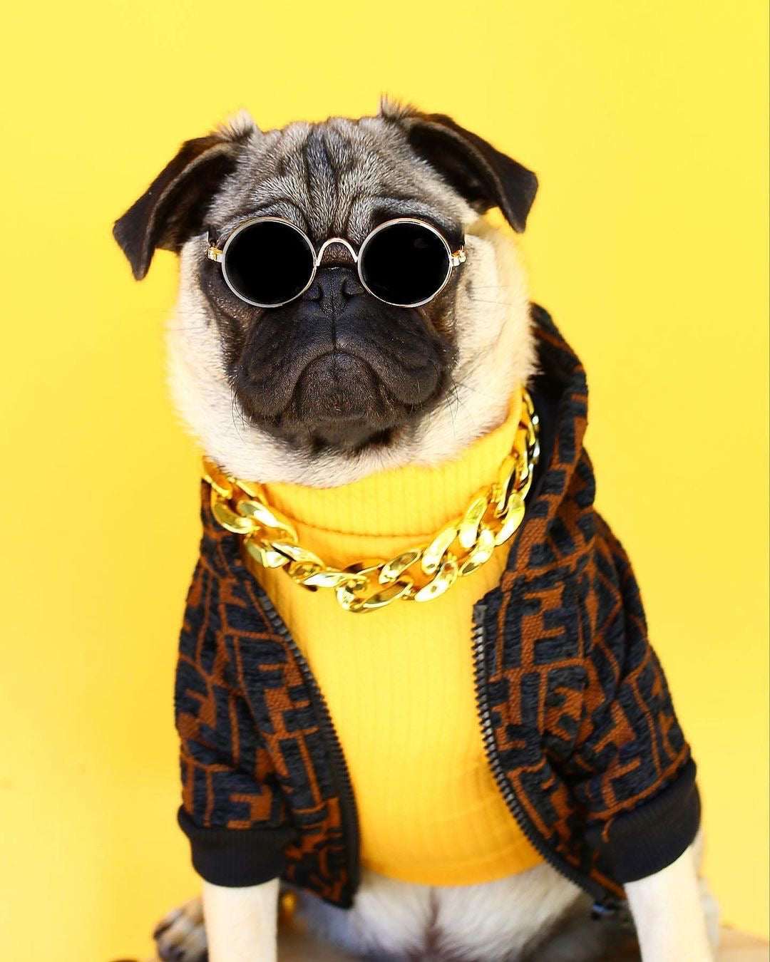 Pug wearing brown FF monogram dog jacket Fendi inspired with sunglasses and chain