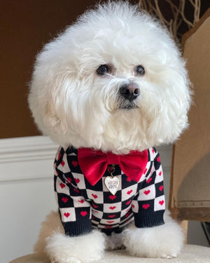 Small white dog modeling black checkered sweater with red heart pattern and Dogior text