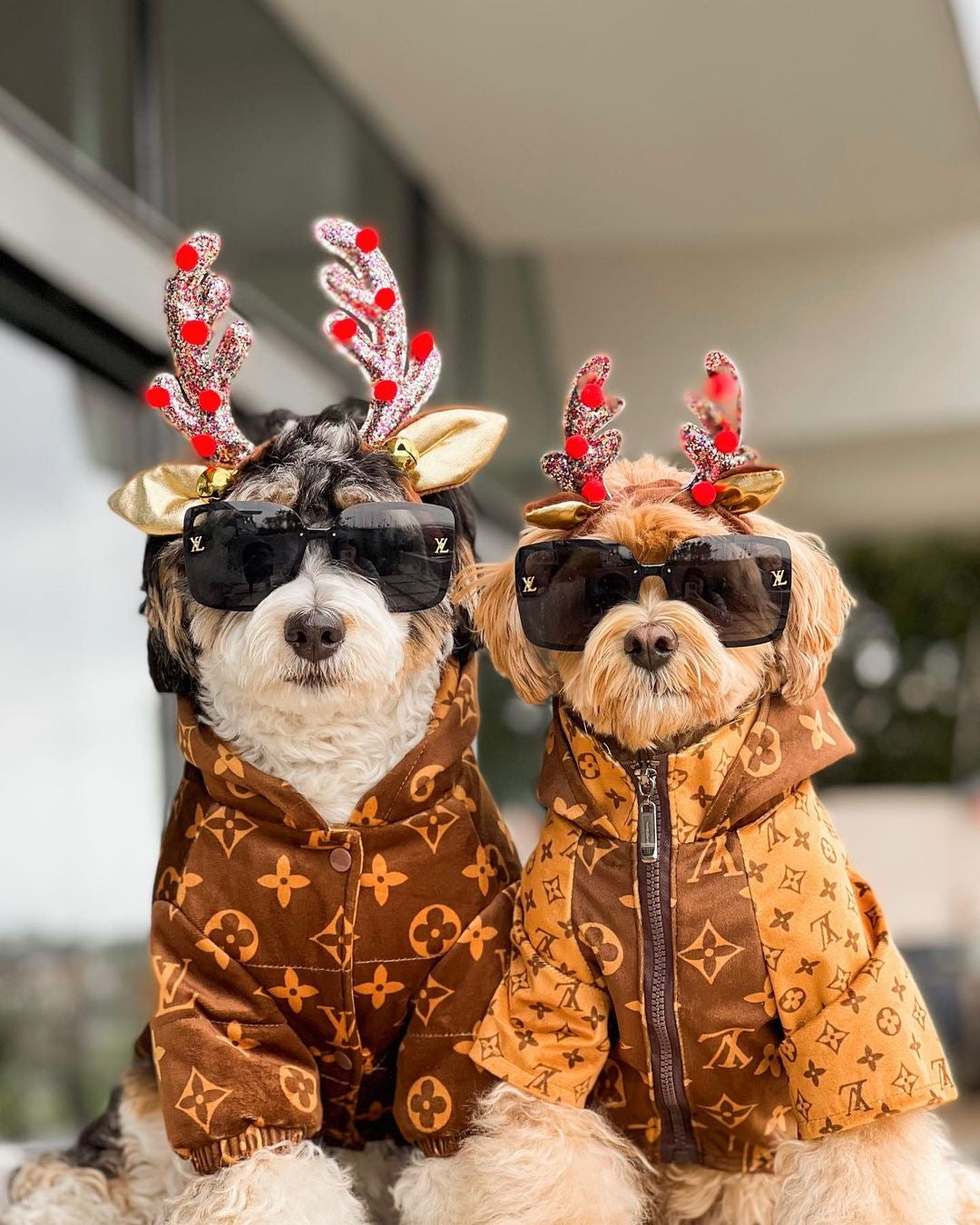 Two dogs in matching brown monogram jackets with designer sunglasses Louis Vuitton inspired outerwear