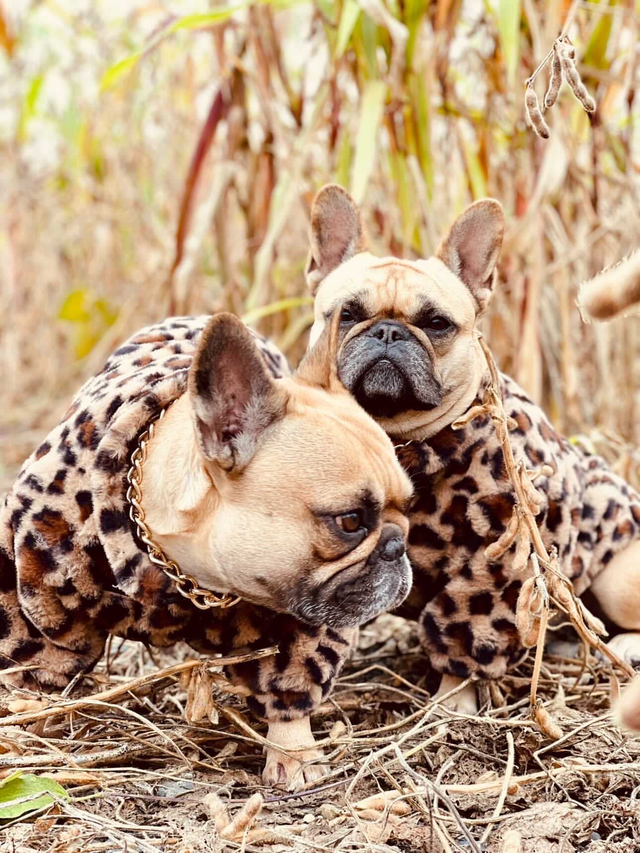 French bulldogs in leopard print faux fur jackets sitting on dried grass natural lighting