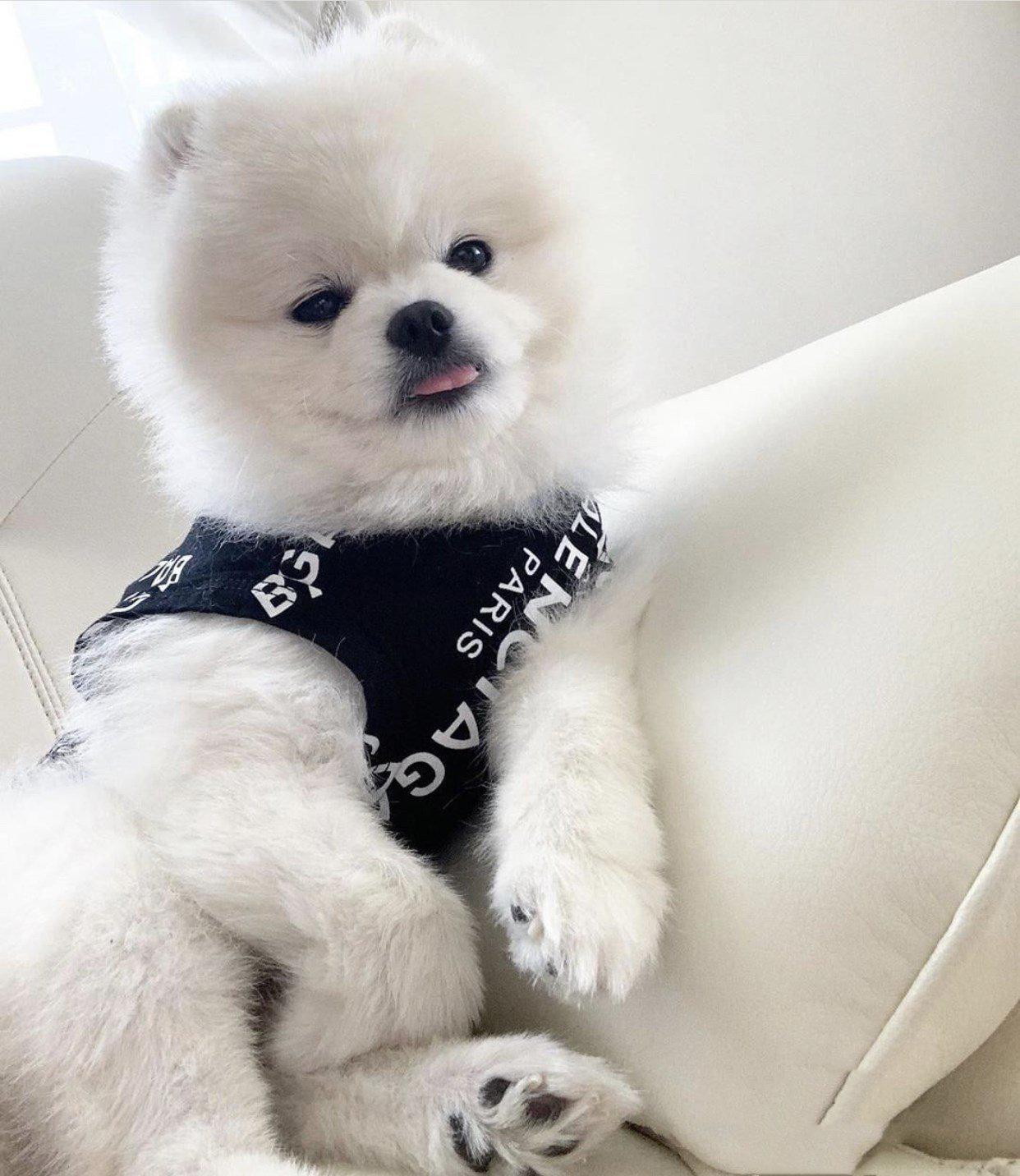Small white fluffy dog wearing black Pawlenciaga logo print sleeveless tee