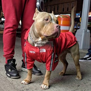 Large dog wearing red Pupreme x TDF technical windbreaker with hood and reflective strips outdoors