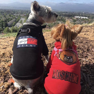Two small dogs wearing Tommy inspired hoodies outdoors with city view background