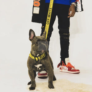Close-up view of yellow industrial dog collar Off-White style with bold typography