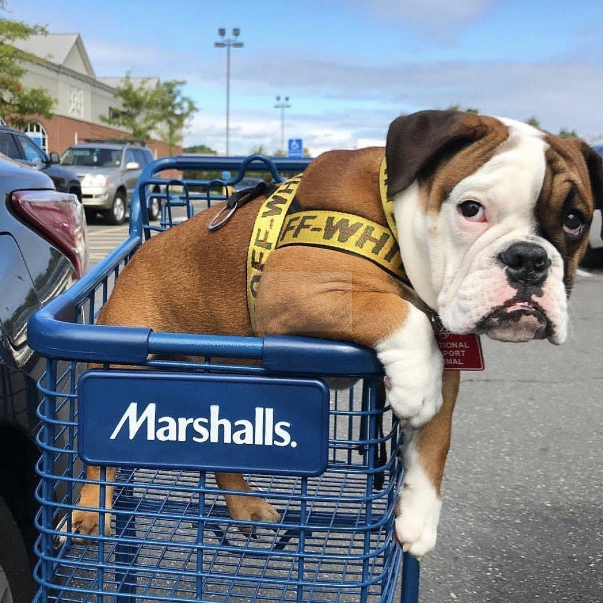 Bulldog in yellow OFF-WHITE style harness sitting in shopping cart at store