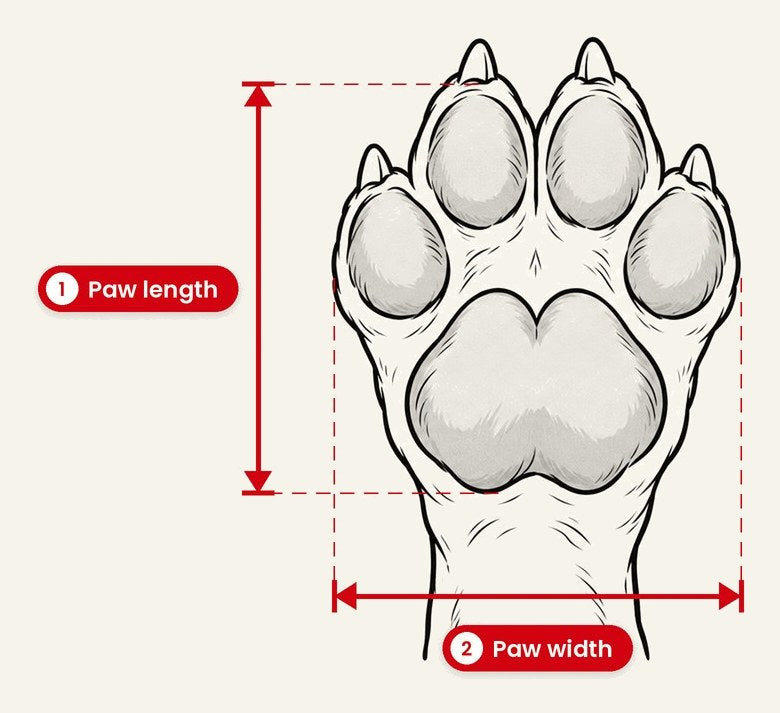How to measure paw length and paw width